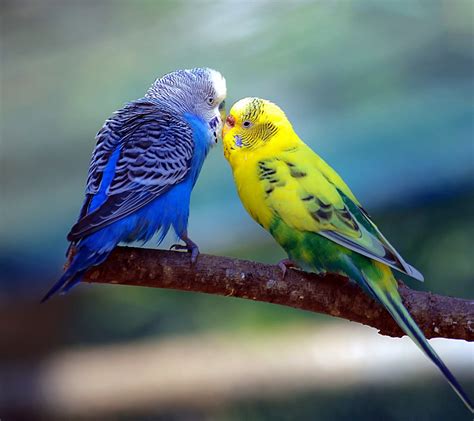 10+ Wallpaper Nature Love Birds - Basty Wallpaper