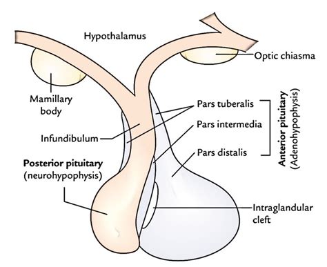 Pituitary Gland – Earth's Lab