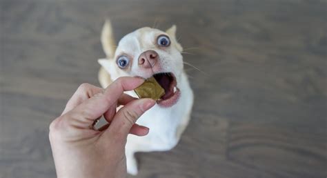 Beef Liver Squares Dog Treats - Proud Dog Mom