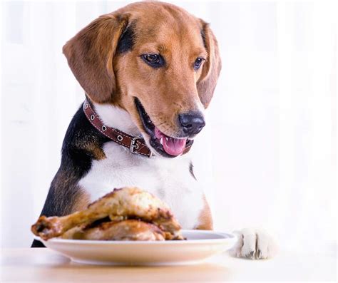 Can Dogs Eat Spoiled Meat If Cooked? (Important For Dog Owners ...