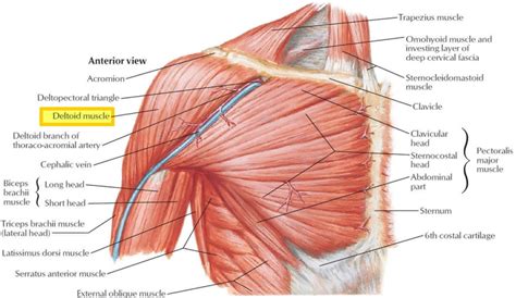 Deltoid muscle anatomy, fibers, function and action of the deltoid muscle