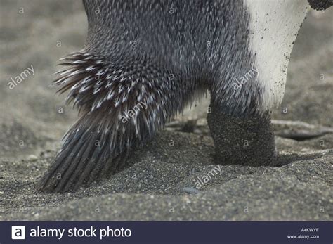 King Penguin Tail Feathers at Gold Harbour beach South Georgia ...