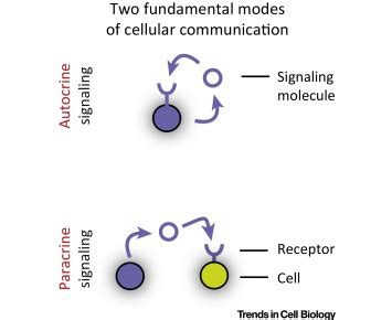 Autocrine Signaling and Quorum Sensing: Extreme Ends of a Common ...