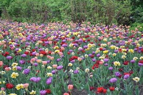 Colorful Tulip Field · Free Stock Photo