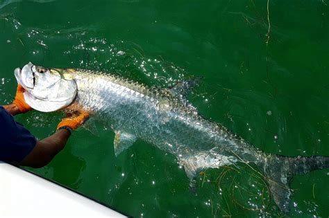 Top 10 Florida Fishing Spots: An Angler's Guide