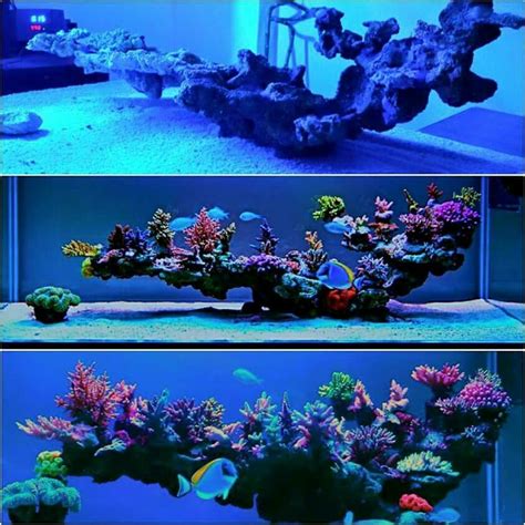 love this live rock insert. Saltwater Aquarium Setup, Coral Reef ...