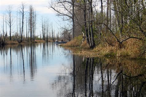 Okefenokee Swamp | NatalieMaynor | Flickr