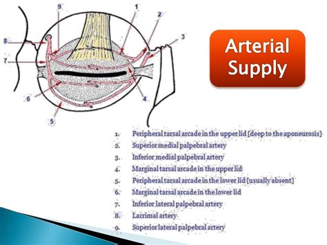 Anatomy of conjunctiva