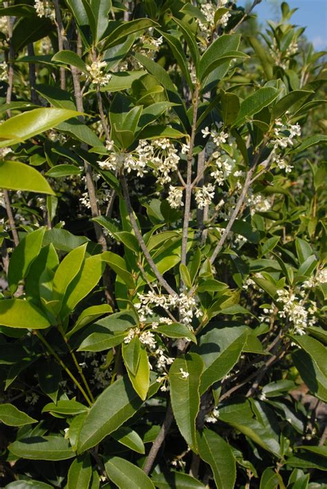 Osmanthus fragrans (Fragrant Tea Olive, Sweet Osmanthus, Tea Olive ...