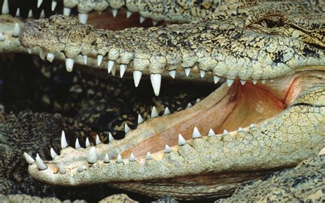 Crocodile Wallpaper Wild Animals Wallpapers crocodile - Krokodil Teeth ...