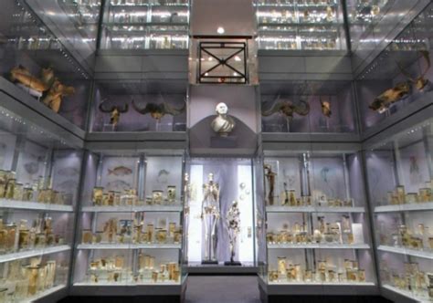 Hunterian Museum | The London Bed + Breakfast Agency