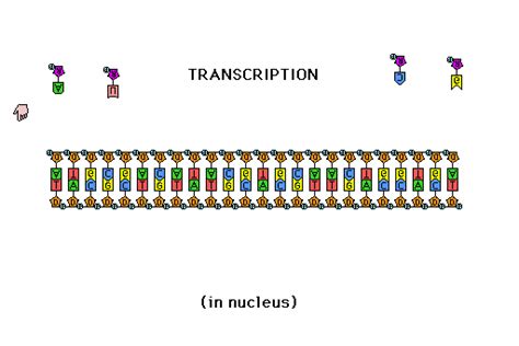 Gene Expression | Protein Synthesis