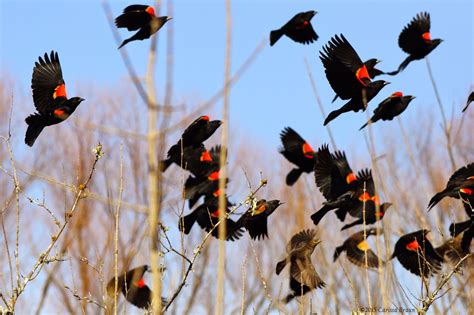 Nature Photography and Facts : Red-winged Blackbird