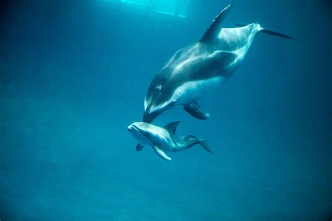 Video of dolphin giving birth at Shedd Aquarium captivates audiences