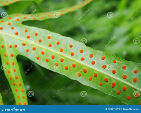 Orange Sporangium Cluster on Large Structure Fern Leaf Stock Image ...