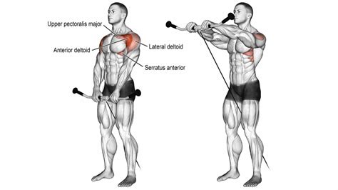 Best Anterior deltoid (Front Deltoid) Exercises & Workout