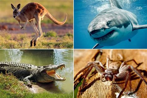 Australia's deadliest ANIMAL revealed - and it will surprise you ...