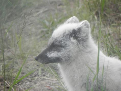 Jackson's Journeys: More Whitehorse, Yukon Wildlife Preserve