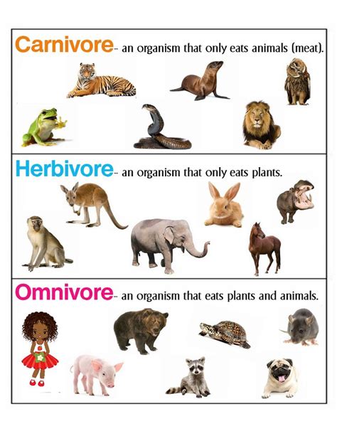 Omnivores Herbivores Carnivores Chart