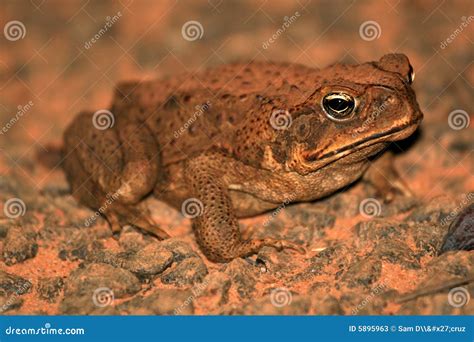 Cane Toad - Australia stock image. Image of north, park - 5895963