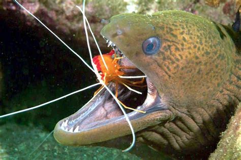 Cleaner Shrimp – "OCEAN TREASURES" Memorial Library