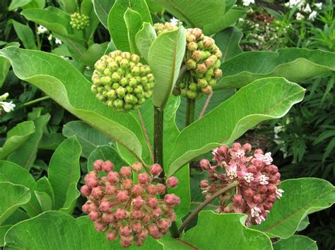 the common milkweed: Common Milkweed's Moment