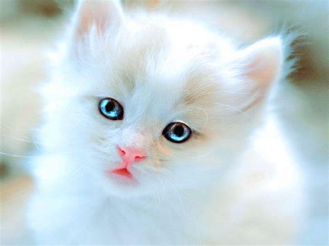 White Baby Cat Wallpapers - Wallpaper Cave