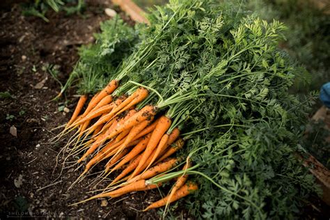 Carrot Harvesting…. – Shiloh Photography