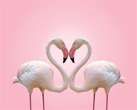 Premium Photo | Love concept shape heart of couple flamingo on pink ...