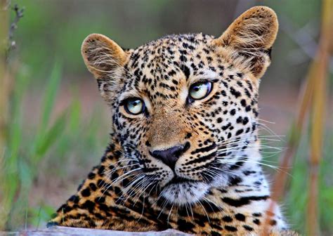 pictures of a close up amur leopard spots and ears - Google Search ...