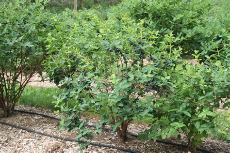 Yezberry Honey Bunch® - Japanese Haskap - Lonicera caerulea | Proven ...