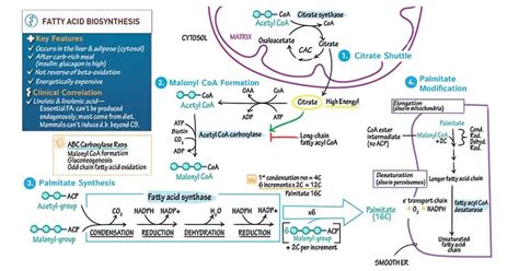 Fatty Acid Synthesis: Pathway and Importance