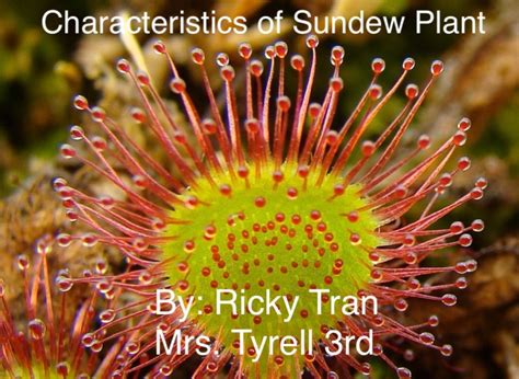 Sundew Plant on FlowVella - Presentation Software for Mac iPad and iPhone