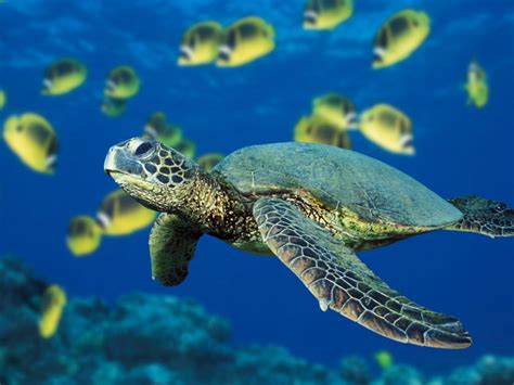 Hawaiian Green Sea Turtle - Animals Wallpapers