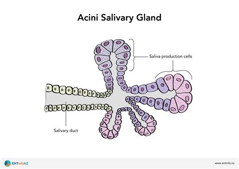 Parotid Gland Histology Diagram