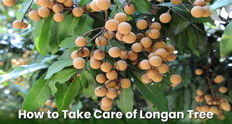 Longan Plant & Tree Care - How To Take Care of Longan Trees ...