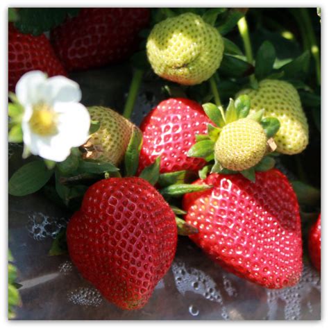 Strawberry Varieties - Day-Neutral - Lassen Canyon Nursery | Strawberry ...