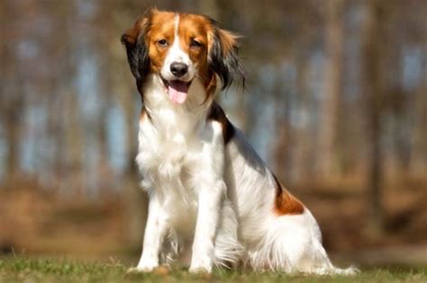 Nederlandse Kooikerhondje Dog Breed – Origin, Behavior, Trainability ...