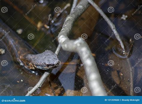 Cottonmouth Snake in Natural Habitat Stock Photo - Image of natural ...