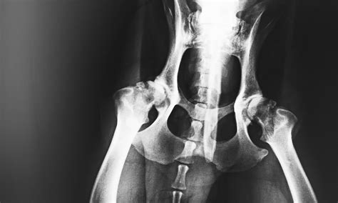 Treatment of Canine Spinal Cord Injury | Clinician's Brief