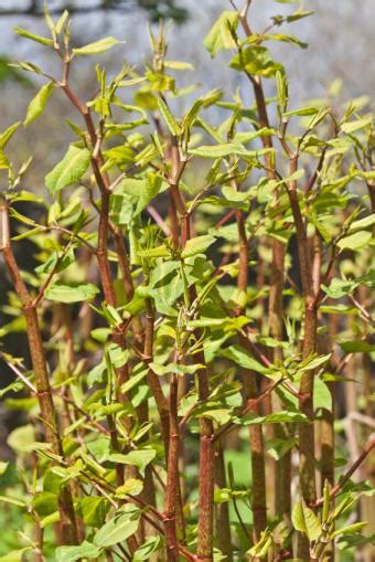 How to Kill Knotweed | LoveToKnow