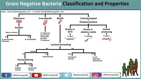 Gram Negative Bacteria | LTG