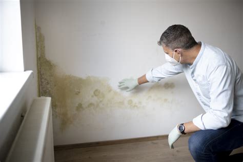 Mold in Your Walls? It Can Damage Your Health