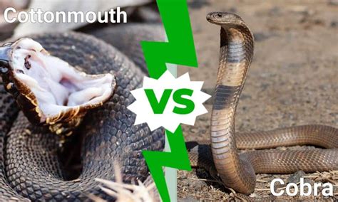 Cottonmouth vs Cobra: Comparing Two Venomous Snakes - Wiki Point