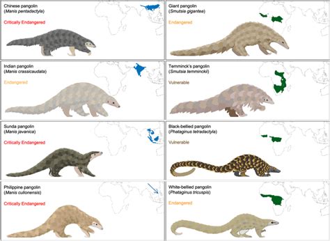 Giant Pangolin Size