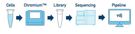 What is Cell Ranger for V(D)J? -Software -Single Cell Immune Profiling ...