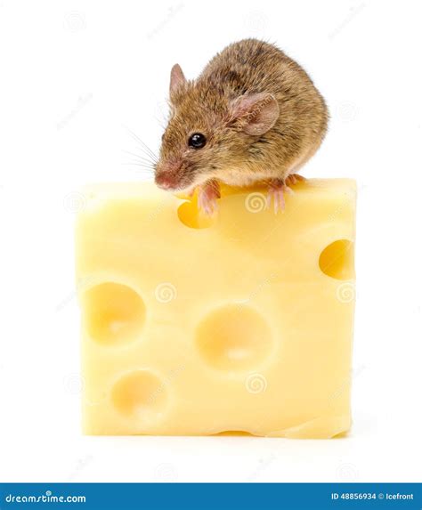 House Mouse (Mus Musculus) on Big Cheese Stock Photo - Image of mammal ...