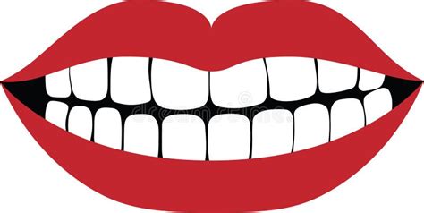 Smiling Mouth Showing White Healthy Teeth Vector Illustration Stock ...