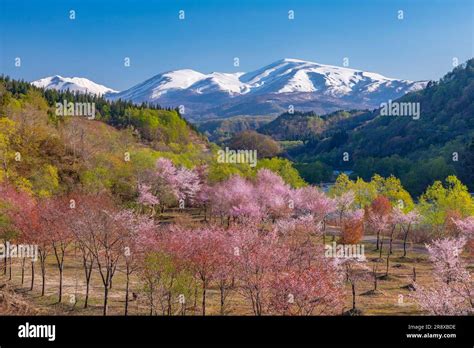 Oyama cherry blossoms and the Gassan mountain range Stock Photo - Alamy