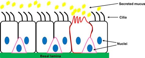 Pseudostratified Ciliated Columnar Epithelium Diagram